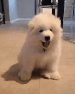 More cute dog GIFs please :) - Feature Requests - RemNote